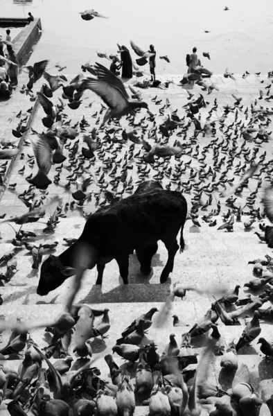 Tauben und heilige Kühe auf den Stufen zum See — Stockfoto