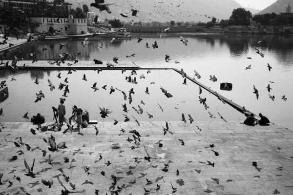 Pigeons fly while the indian pilgrims take a bath in the sacred lake — Stock Photo, Image
