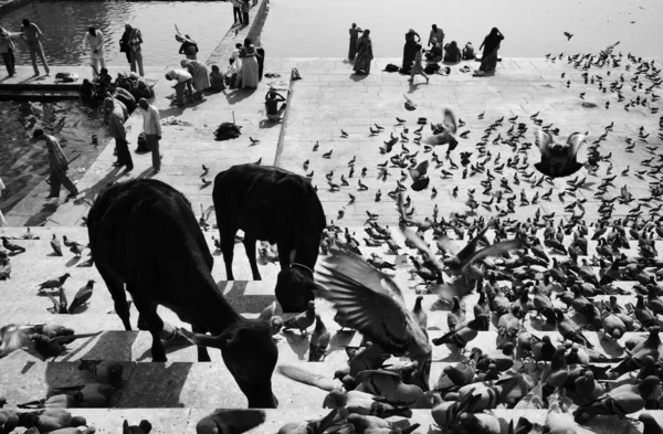 Piccioni e vacche sacre sui gradini del lago — Foto Stock