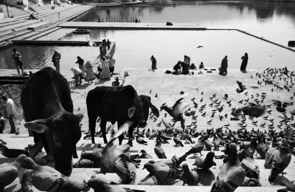 Gołębie i święte krowy na schodach do jeziora — Zdjęcie stockowe
