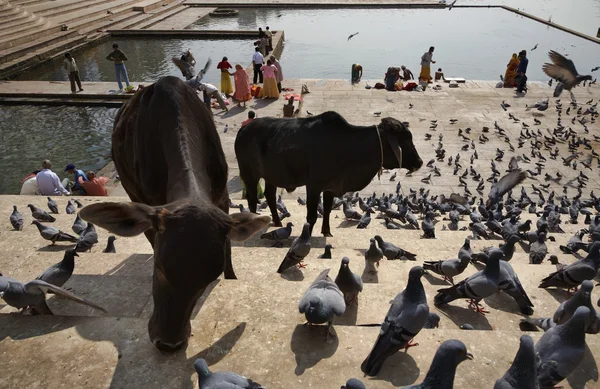 Pigeons and sacred cows on the steps to the lake — Stock Photo, Image