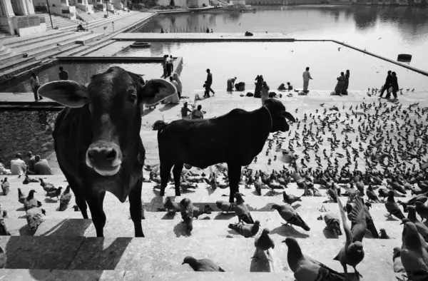 Голуби и священные коровы на ступенях к озеру — стоковое фото
