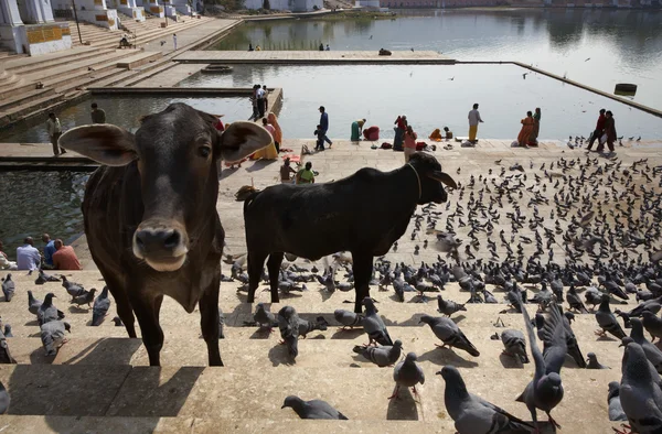 Palomas y vacas sagradas en los escalones del lago —  Fotos de Stock