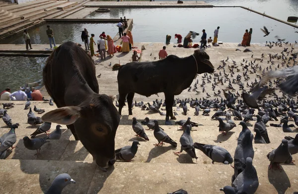 Pigeons and sacred cows on the steps to the lake — Stock Photo, Image