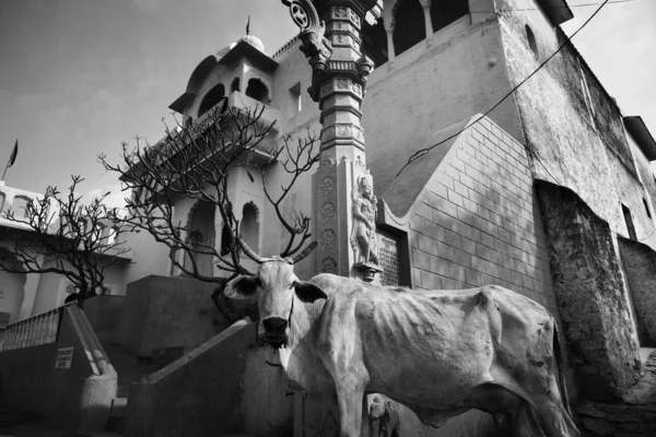 A sacred cow in front of a private building — Stock Photo, Image