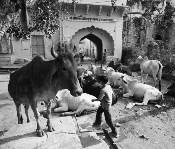 Vaches sacrées et garçon — Photo