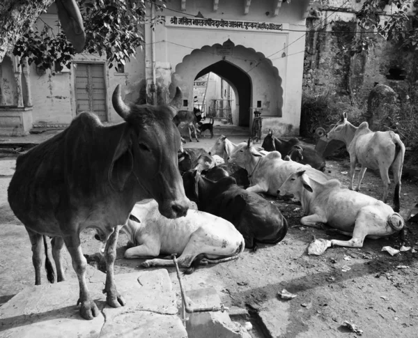 Vacche sacre — Foto Stock