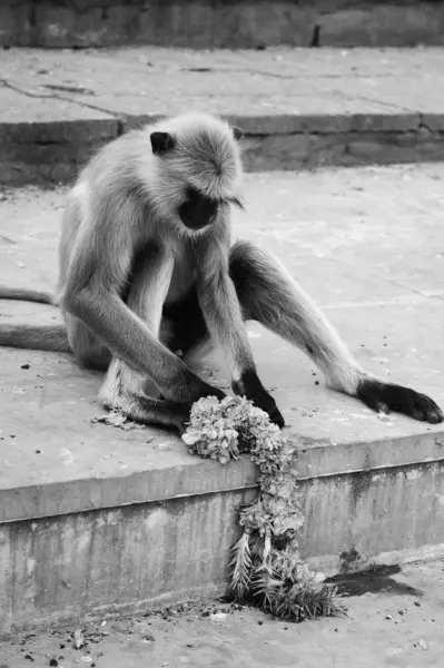 Affe spielt mit Blumen — Stockfoto