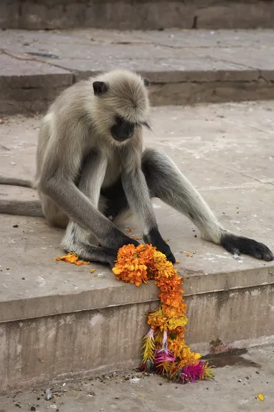 Monkey plays with flowers — Stock Photo, Image