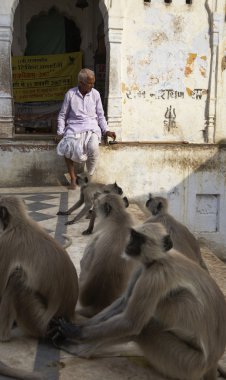 Hint maymunlar kutsal Gölü için adımlar
