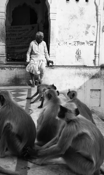 Monos indios en las escaleras del lago sagrado — Foto de Stock