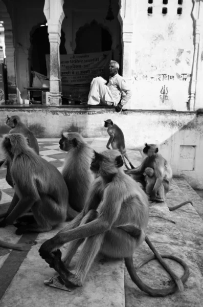 Индийские обезьяны на ступенях к священному озеру — стоковое фото
