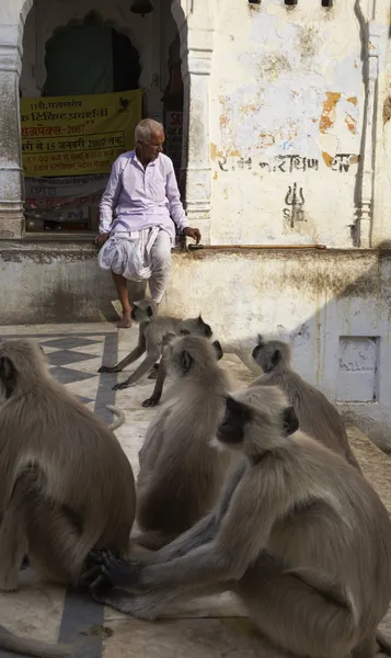 Indii małpy na schodach do jeziora święte — Zdjęcie stockowe