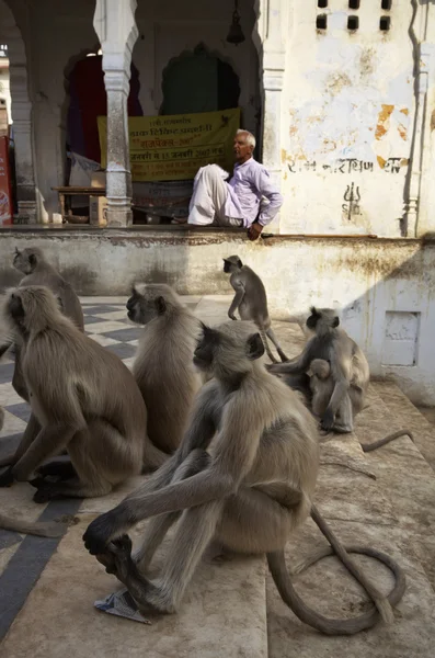 Singes indiens sur les marches du lac sacré — Photo