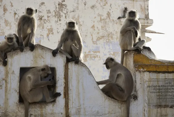 Monos indios — Foto de Stock