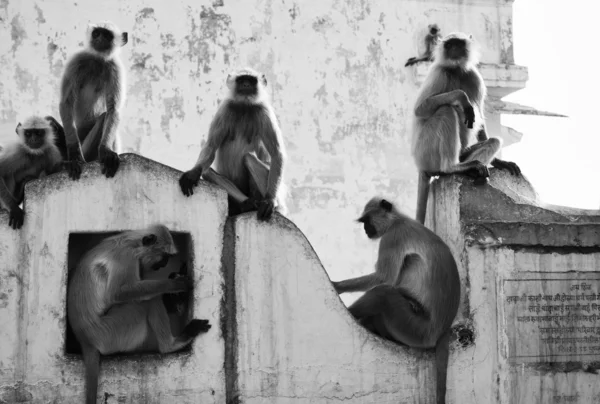 Scimmie indiane — Foto Stock