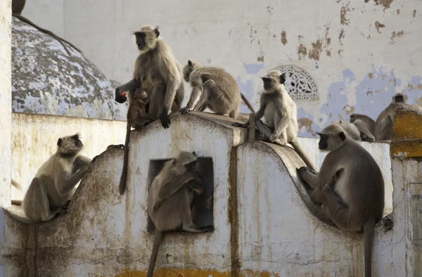 Singes indiens — Photo