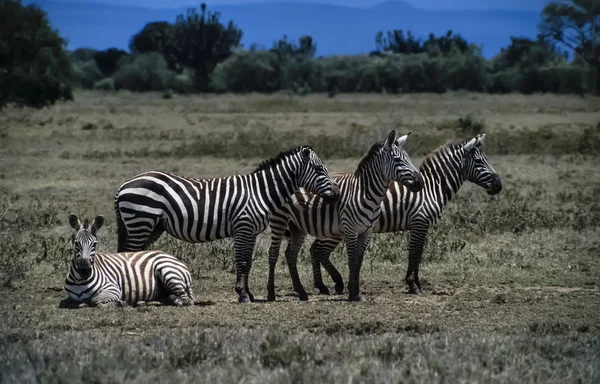 Wilde Zebras — Stockfoto