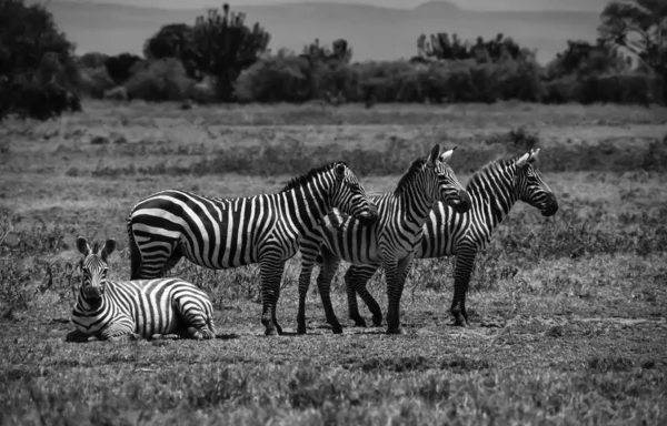 Wilde Zebras — Stockfoto