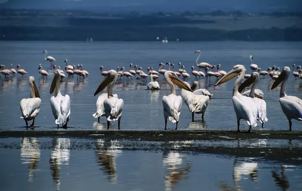 Flamingos and pelicans — Stock Photo, Image