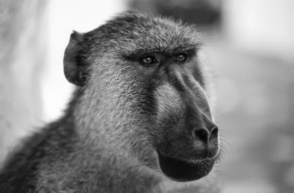 Baboon monkey — Stock Photo, Image