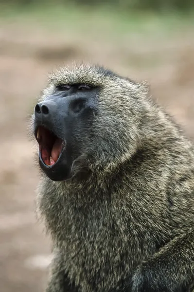 Schreeuwen baviaan aap — Stockfoto