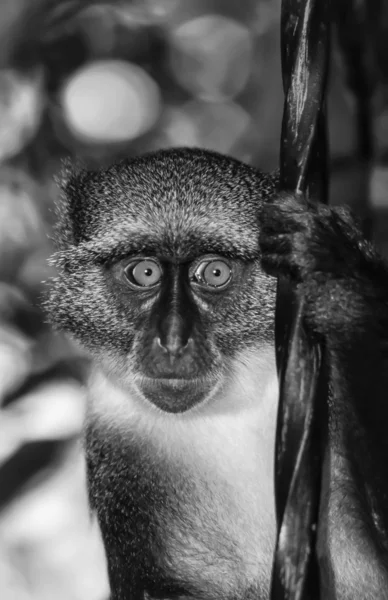 Macaco africano — Fotografia de Stock