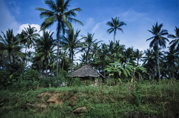 Kokospalmen en een typisch Keniaanse huis — Stockfoto