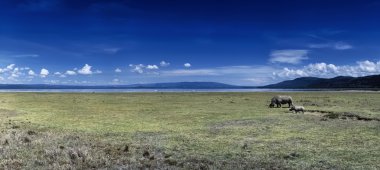 Kenya, Nakuru Lake, panoramic view of the lake and two african rhinos clipart