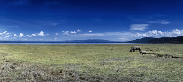 Kenya, Nakuru Lake, panoramic view of the lake and two african rhinos