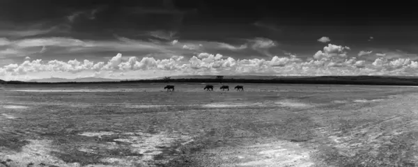 Kenya, nakuru nationalpark, panoramablick auf einige wilde afrikanische büffel — Stockfoto