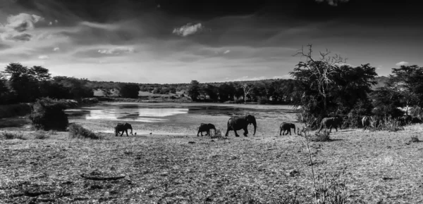 Кения, Национальный парк Тайта Хиллз, панорамный вид на диких африканских слонов у озера — стоковое фото
