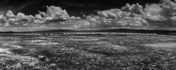 Kenya, Nakuru Lake, panoramic view of the lake crowded with pelicans and flamingos — Stock Photo, Image