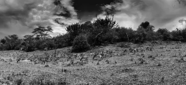 Kenya, Taita Hills National Park, Impala gazelles — Stock Photo, Image