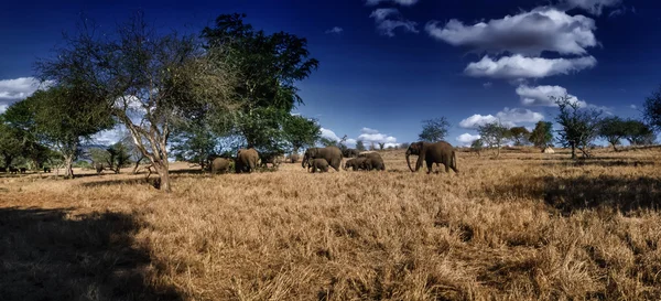 Kenya, Taita Hills National Park, wild african elephants — Stock Photo, Image