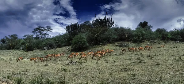 Kenya, Taita Hills National Park, Impala gazelles — Stock Photo, Image