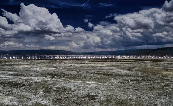 Vista panorâmica do lago lotado de pelicanos e flamingos — Fotografia de Stock