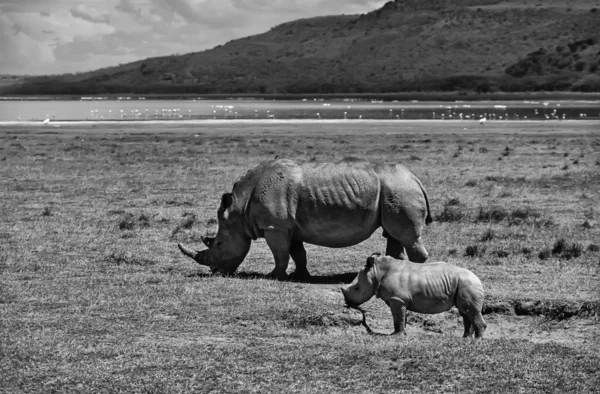 Rinoceronte feminino com seu bebê — Fotografia de Stock