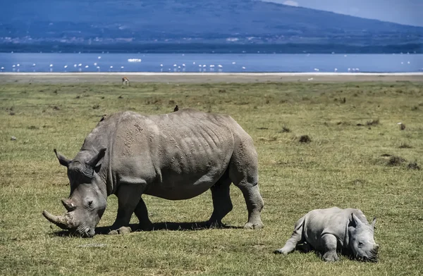 Rinoceronte feminino com seu bebê — Fotografia de Stock
