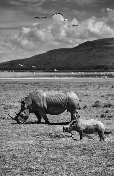 Kvinnlig rhino med sin baby — Stockfoto