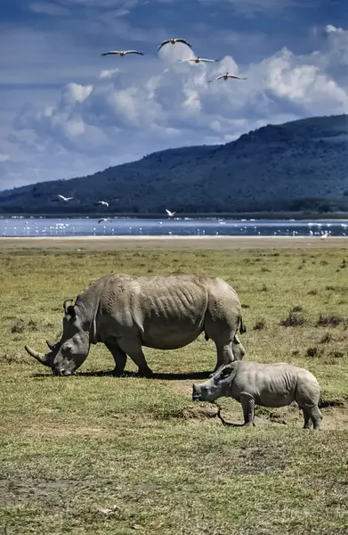 Female rhino with her baby — Stock Photo, Image