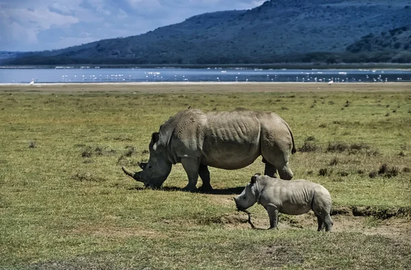 Kvinnlig rhino med sin baby — Stockfoto