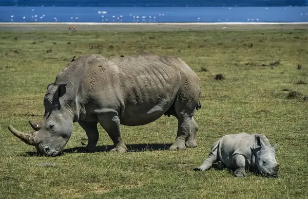 Female rhino with her baby — Stock Photo, Image