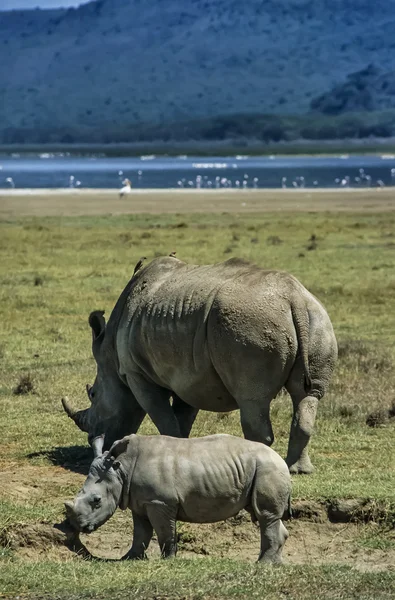 Kvinnlig rhino med sin baby — Stockfoto