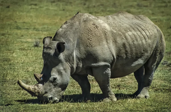 Жіночий носоріг зі своєю дитиною — стокове фото