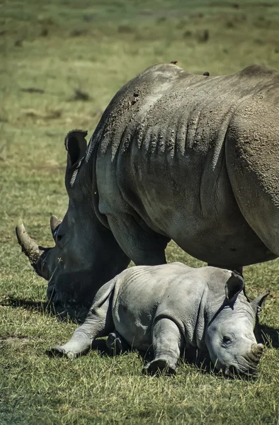 Kvinnlig rhino med sin baby — Stockfoto