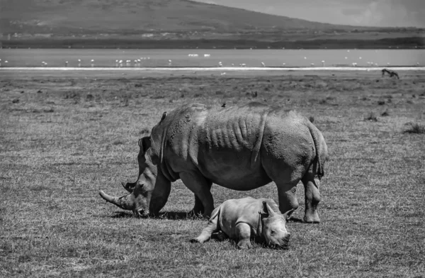 Kvinnlig rhino med sin baby — Stockfoto