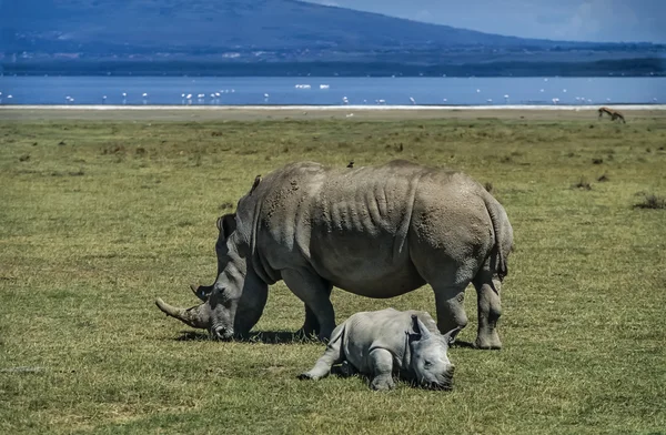 Kvinnlig rhino med sin baby — Stockfoto