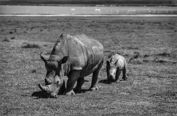 Female rhino with her baby — Stock Photo, Image