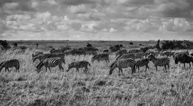 Kenya, nairobi Milli Parkı, zebralar grubu
